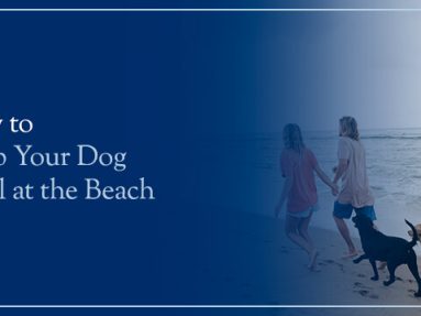 How to Keep Your Dog Cool at the Beach