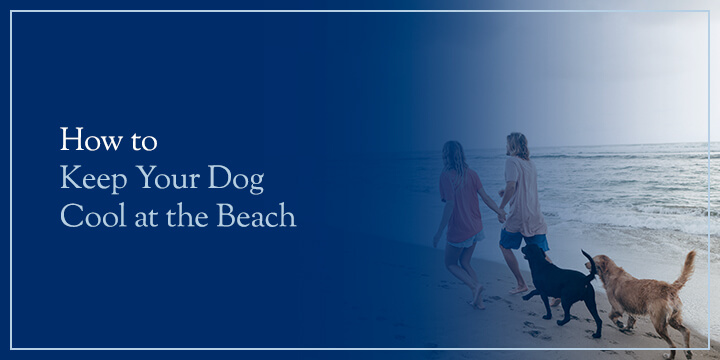 how to keep dog cool at the beach