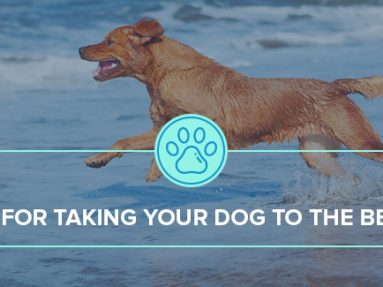 Tips for taking your dog to the beach