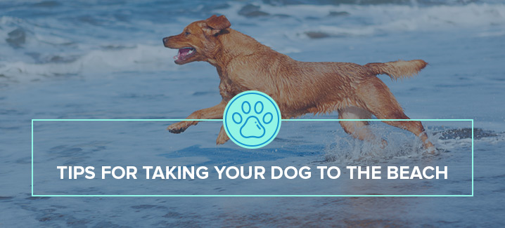 tips for taking your dog to the beach