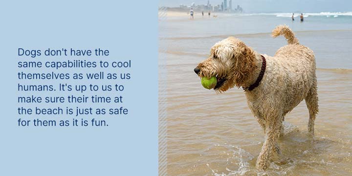 dogs don't have the same capabilities to cool themselves as well as us humans
