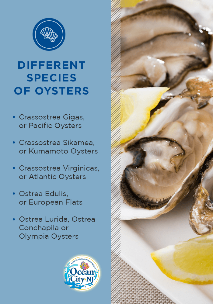 different species of oysters